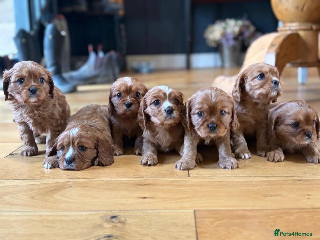 Cavalier King Charles Spaniel dogs for sale: KCR Cavalier King Charles Spaniel Puppies - Advert 21