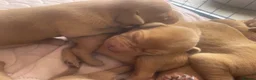 Labrador Retriever dogs for sale: Beautiful fox red Labrador litter of 11  - Advert 8