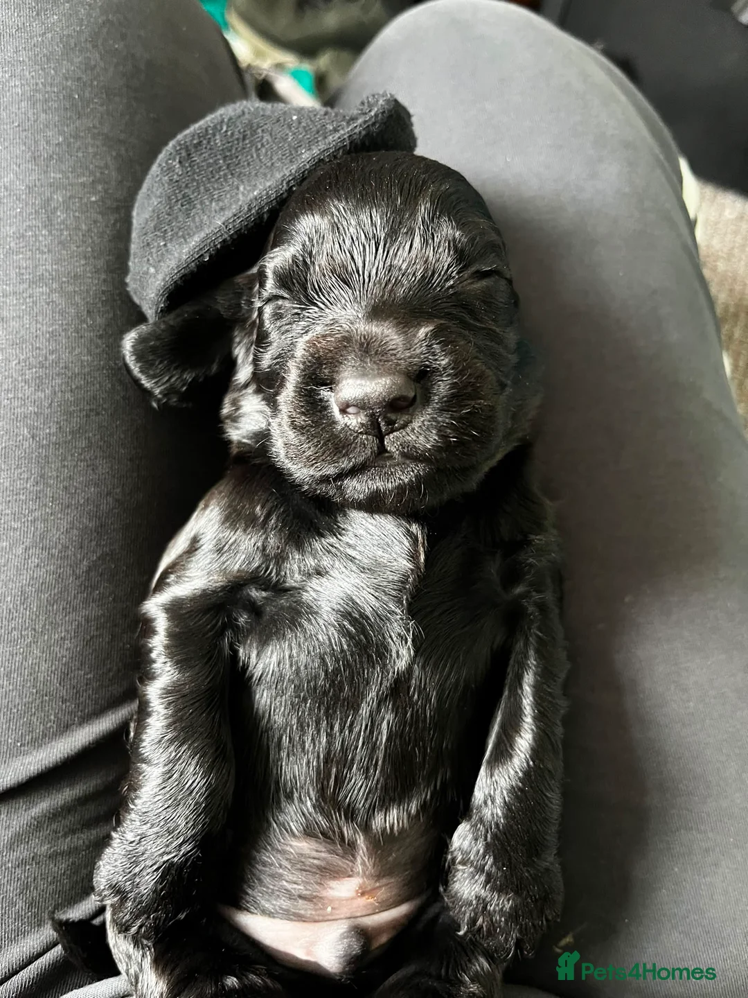 Cocker Spaniel dogs for sale: Cocker spaniels  - Advert 5