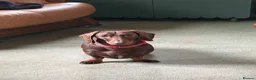 Miniature Dachshund dogs for stud: Benji~ 18 month old Dachshund Male Stud  in Carmarthen - Advert 2