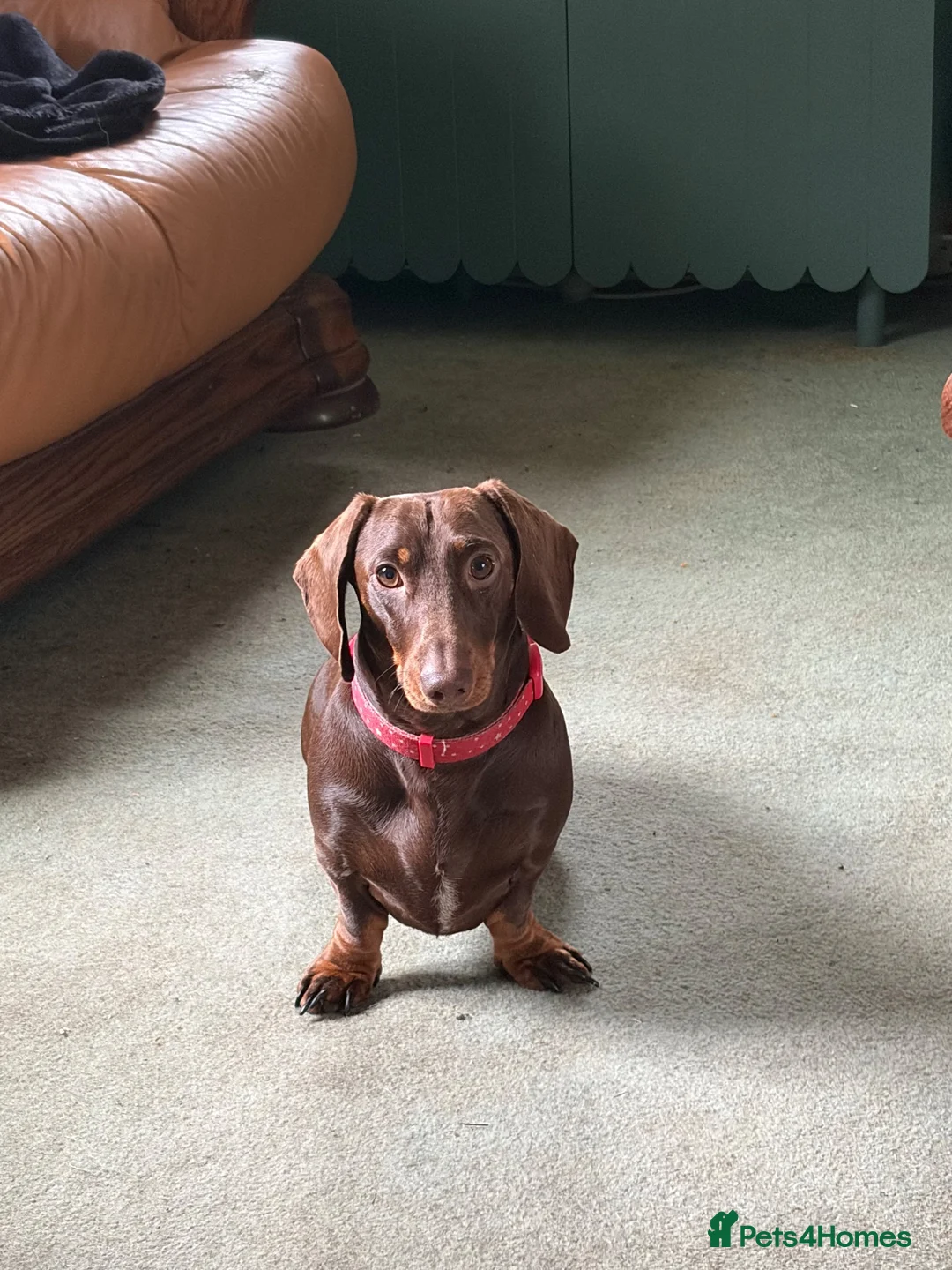 Miniature Dachshund dogs for stud: Benji~ 18 month old Dachshund Male Stud  in Carmarthen - Advert 2