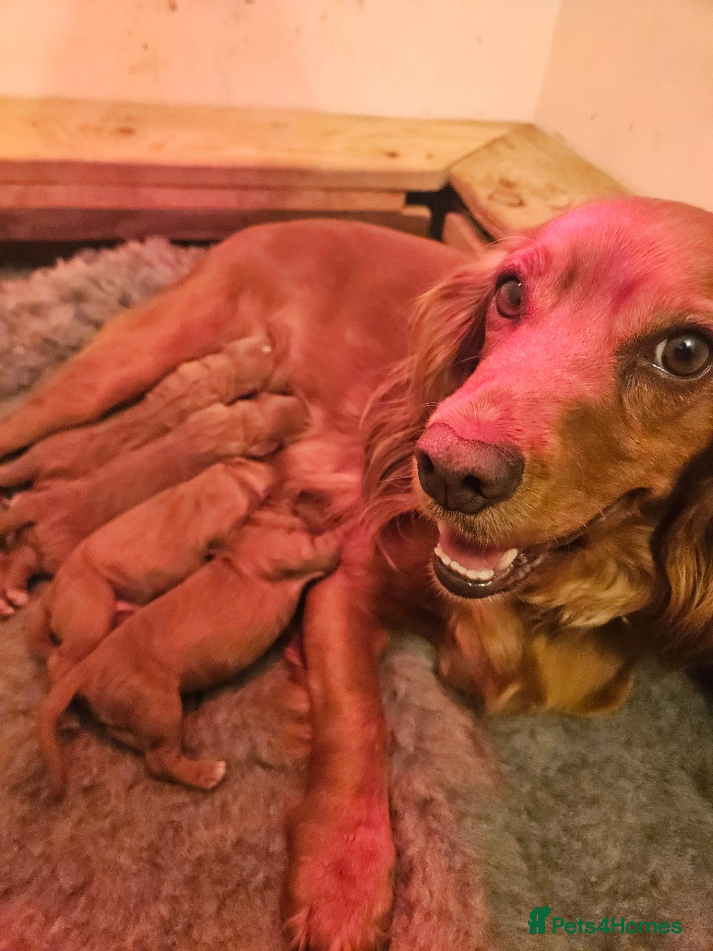 Cocker Spaniel dogs Beautiful Red Working Cocker Spaniel Puppies - Advert 12