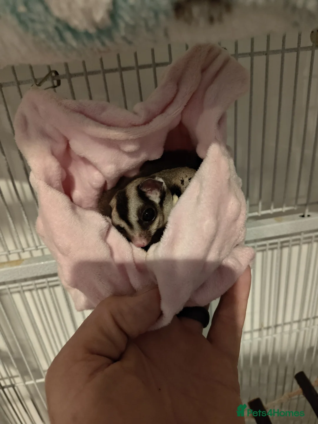 Sugar Glider rodents for sale: 2 male sugar gliders. Coming up 2 years old in Newport Pagnell - Advert 2