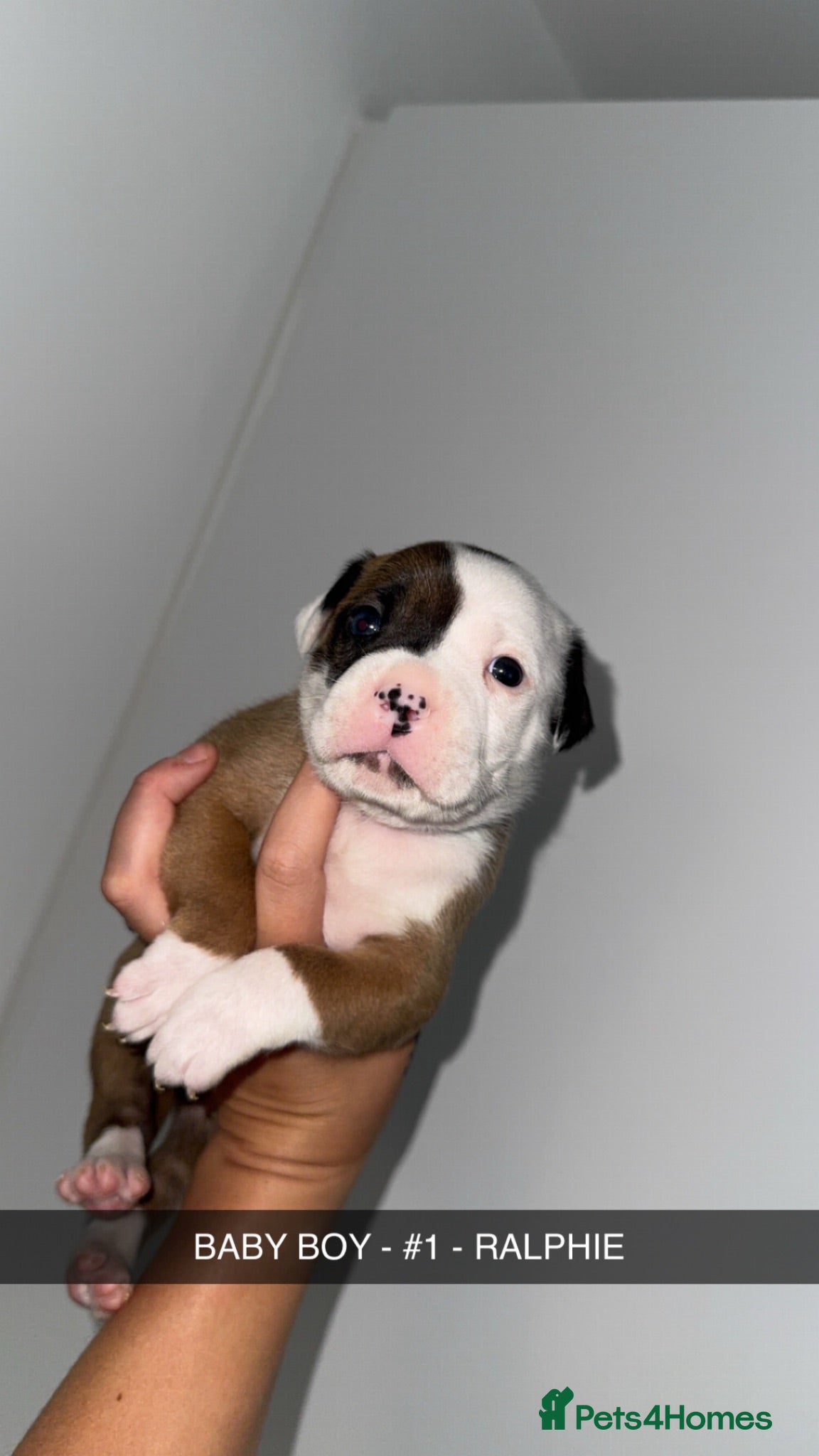 Mixed Breed dogs AMERICAN BULLDOG, BOXER CROSS - Advert 1