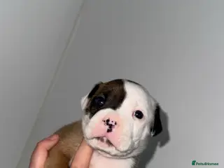 Mixed Breed dogs AMERICAN BULLDOG, BOXER CROSS - Advert 1