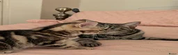 Domestic Shorthair cats for sale: READY TO LEAVE NOW🩵🩷 - Advert 7
