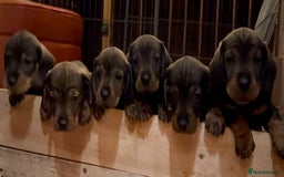 Dachshund dogs for sale: Gorgeous Wirehair Dachsund Pups - Image 10