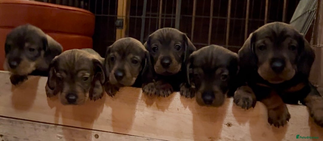 Dachshund dogs for sale: Gorgeous Wirehair Dachsund Pups - Image 10