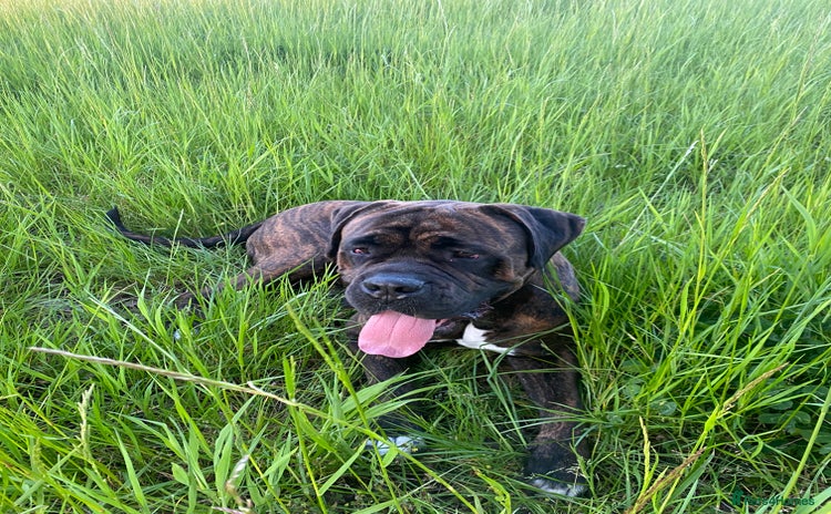 Cane Corso dogs - Advert 10