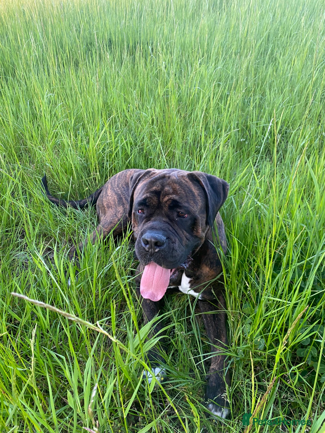 Cane Corso dogs for sale: 2 year old Cane Corso  - Image 1