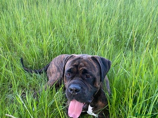 Cane Corso dogs - Advert 2