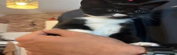 Mixed Breed cats for sale: Mixed breed kittens 🩷 - Advert 3