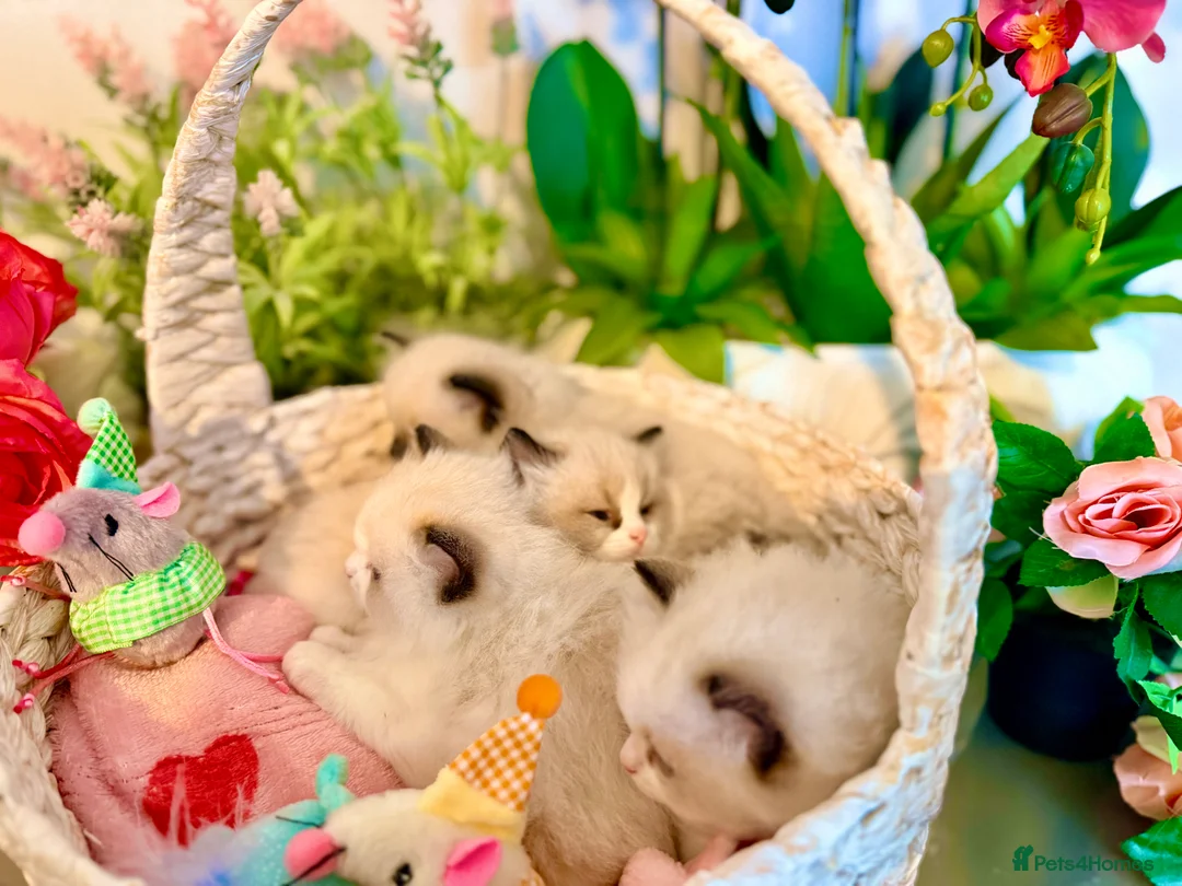 Ragdoll cats for sale: 🩷✨🏅GRAND CHAMP LINE TOP QUALITY RAGDOLLS - Advert 23