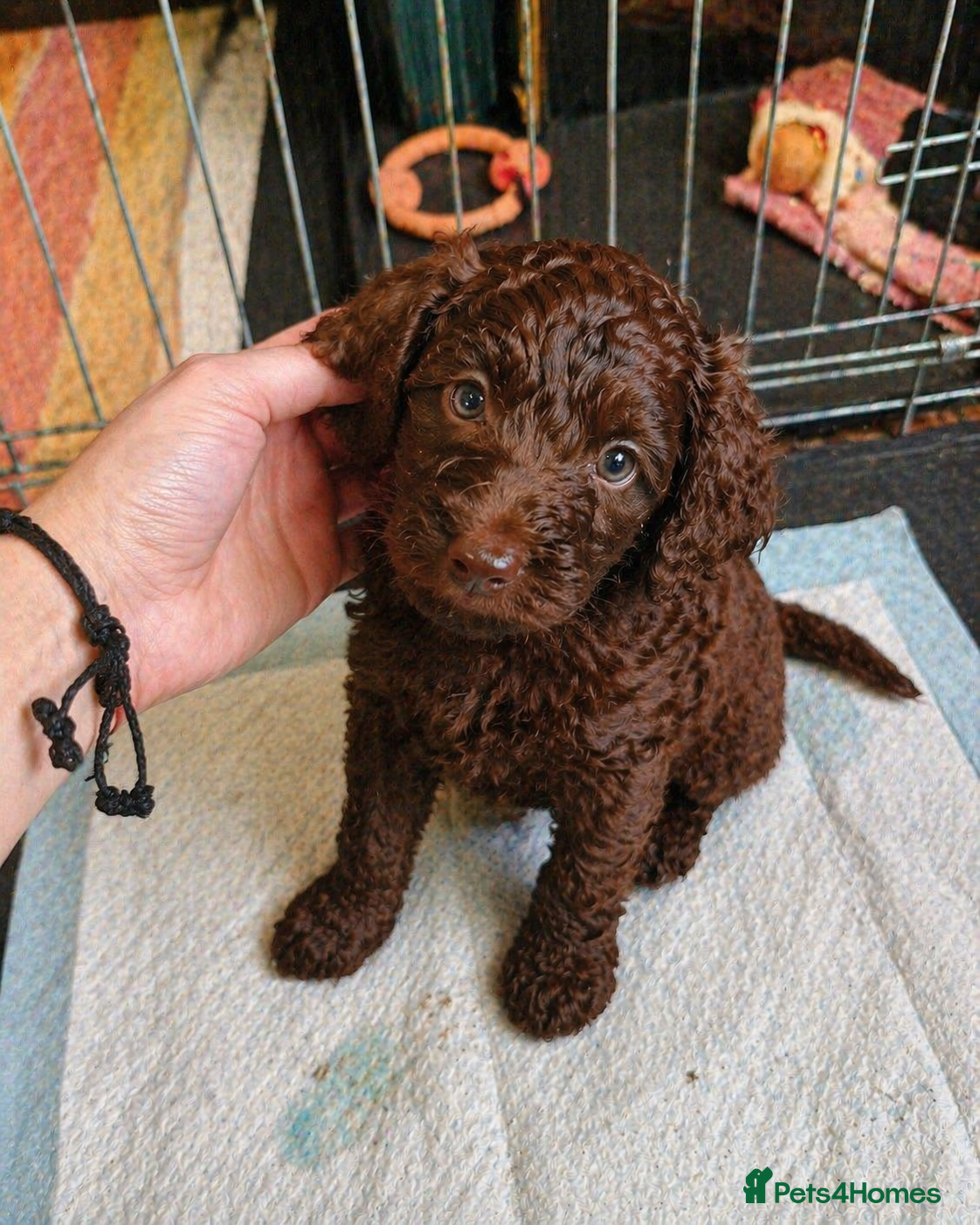 Cockapoo dogs Cockapoo puppies with lovely temperaments - Advert 3