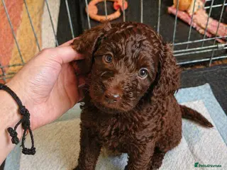 Cockapoo dogs Cockapoo puppies with lovely temperaments - Advert 3