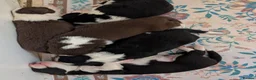 Border Collie dogs for sale: Traditional border collie puppies  - Advert 11