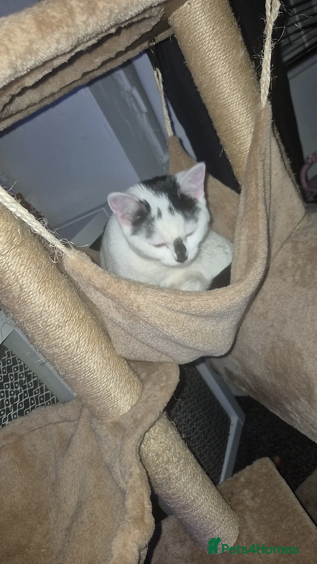 Mixed Breed cats for sale: Two female kittens 7 months old  - Advert 4