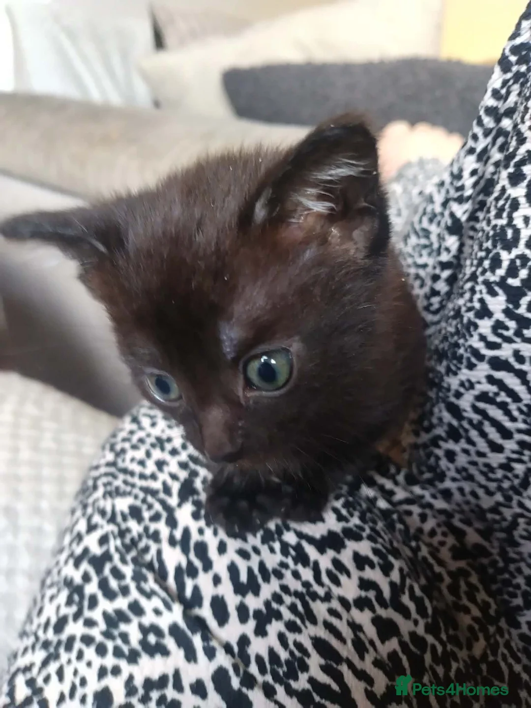 Mixed Breed cats for sale: Kittens ready now  - Advert 2