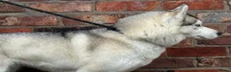 Siberian Husky dogs for sale: KC registered female Siberian husky - Advert 5