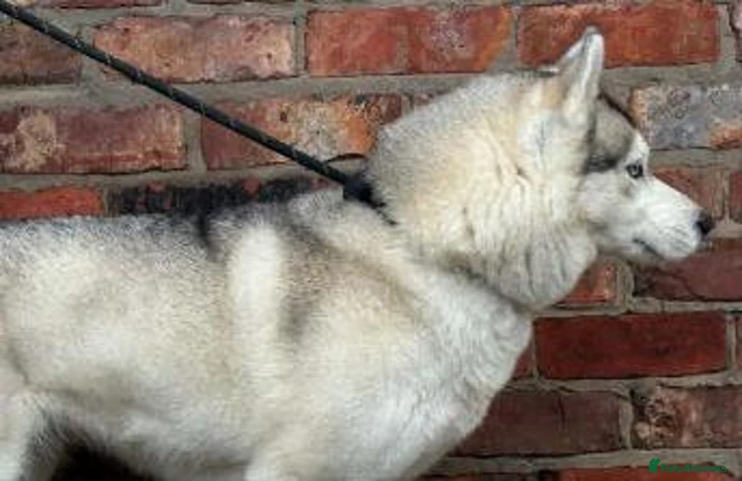 Siberian Husky dogs for sale: KC registered female Siberian husky - Advert 5