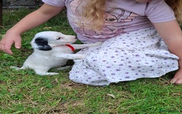 Cockapoo dogs for sale: Beautiful Cockapoo Puppies For Sale  - Image 9