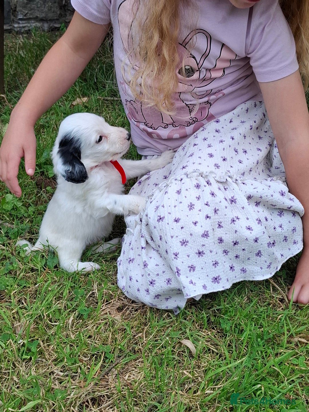 Cockapoo dogs for sale: Beautiful Cockapoo Puppies For Sale  - Image 9