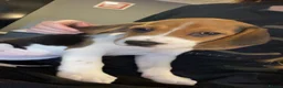 Beagle dogs for sale: Female beagle in Saltburn-by-the-Sea - Advert 4