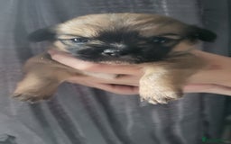 Mixed Breed dogs for sale: Beautiful puppy's 2 girls 2 boys - Image 8