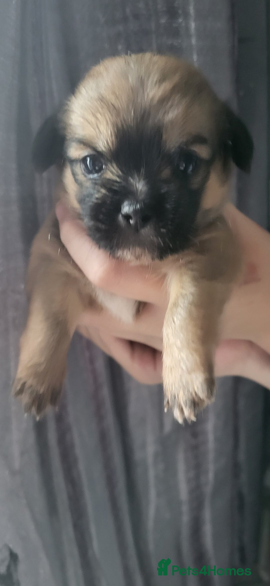 Mixed Breed dogs for sale: Beautiful puppy's 2 girls 2 boys - Image 8