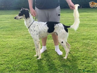 Greyhound dogs in Tonbridge - Advert 2