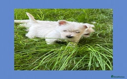 West Highland Terrier dogs for sale: KC Registered West Highland Terries Puppies  - Image 10