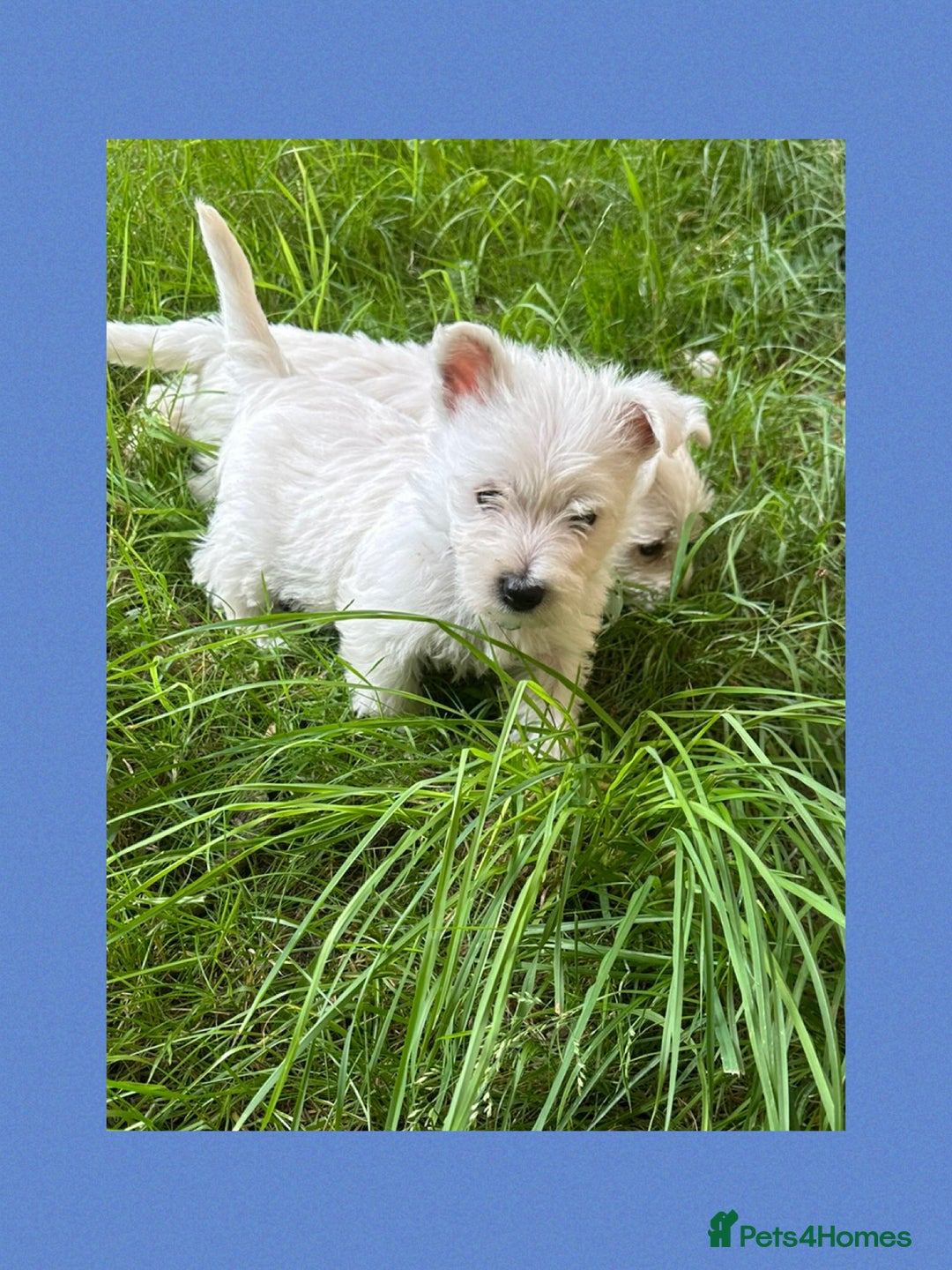 West Highland Terrier dogs for sale: KC Registered West Highland Terries Puppies  - Image 10