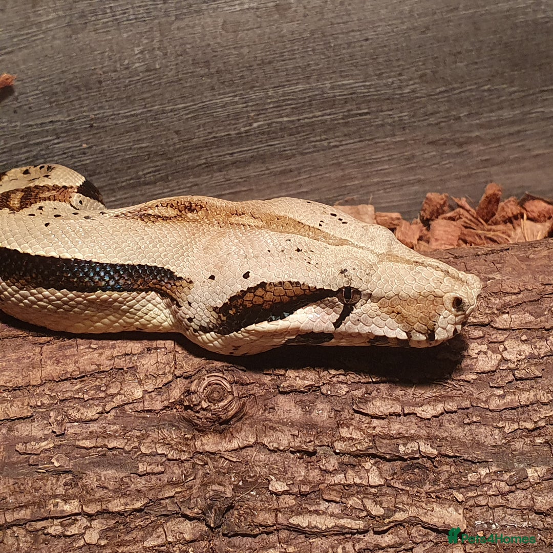 Boa Snake reptiles for sale: Colombian Boa CB19 Male 6ft - Advert 1