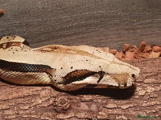 Boa Snake reptiles Colombian Boa CB19 Male 6ft - Advert 4