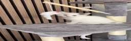 Mixed Breed cats for sale: Olaf cat - Advert 3