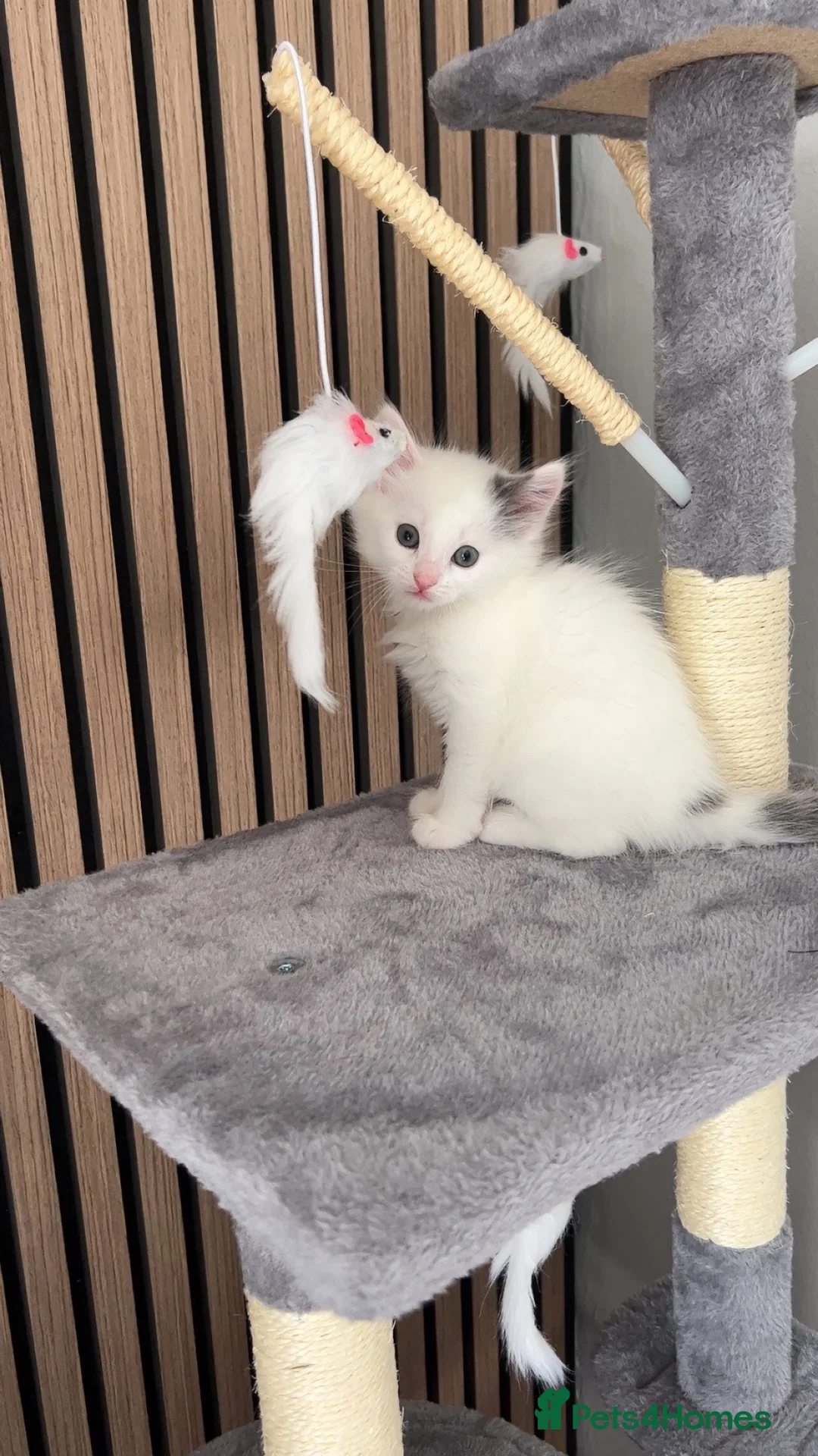 Mixed Breed cats for sale: Olaf cat - Advert 3