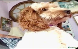 Mixed Breed dogs for sale: Three puppies for sell  in Rushden - Image 4