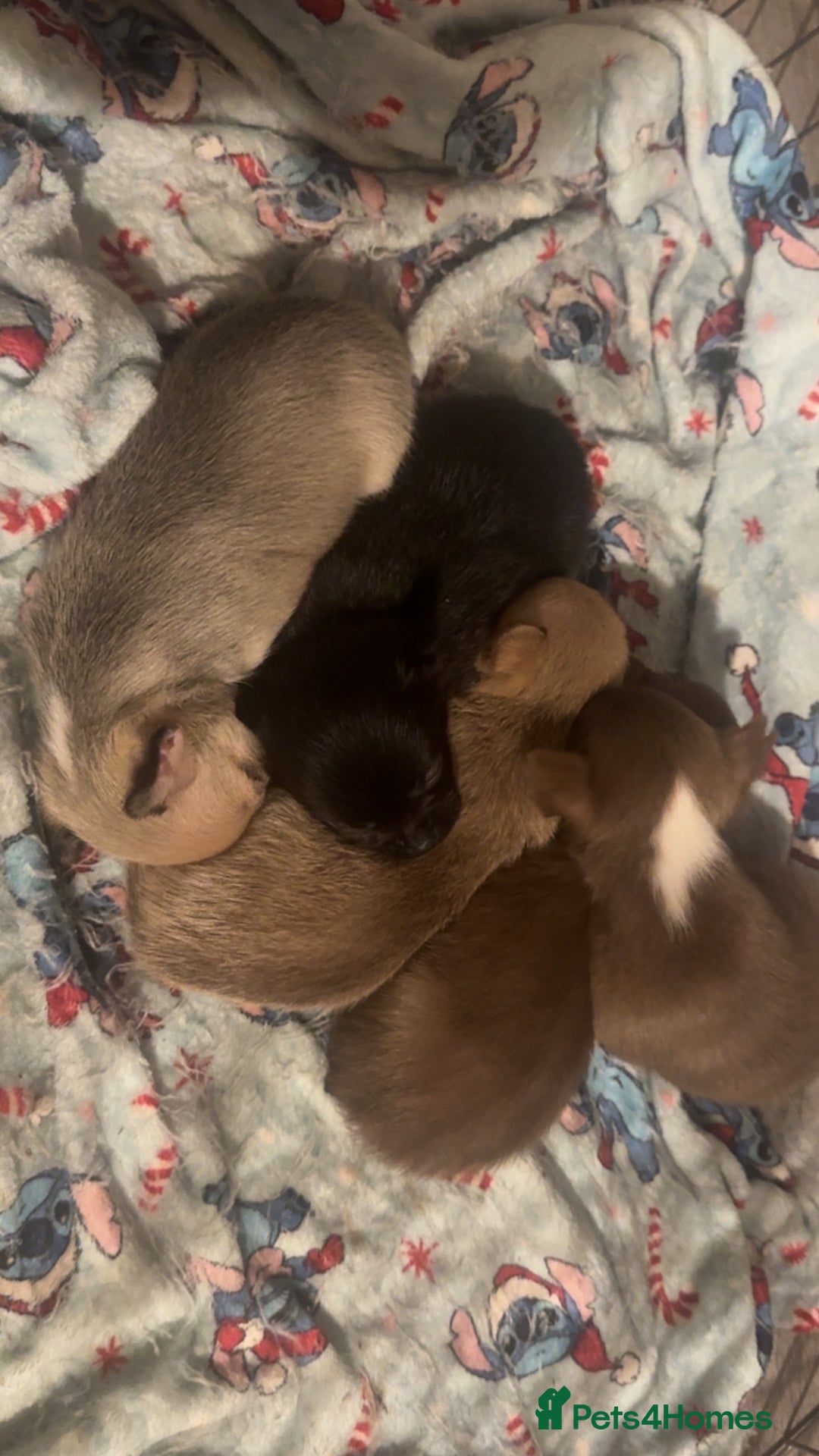 Chihuahua dogs for sale: Chihuahua puppies for sale - Advert 6