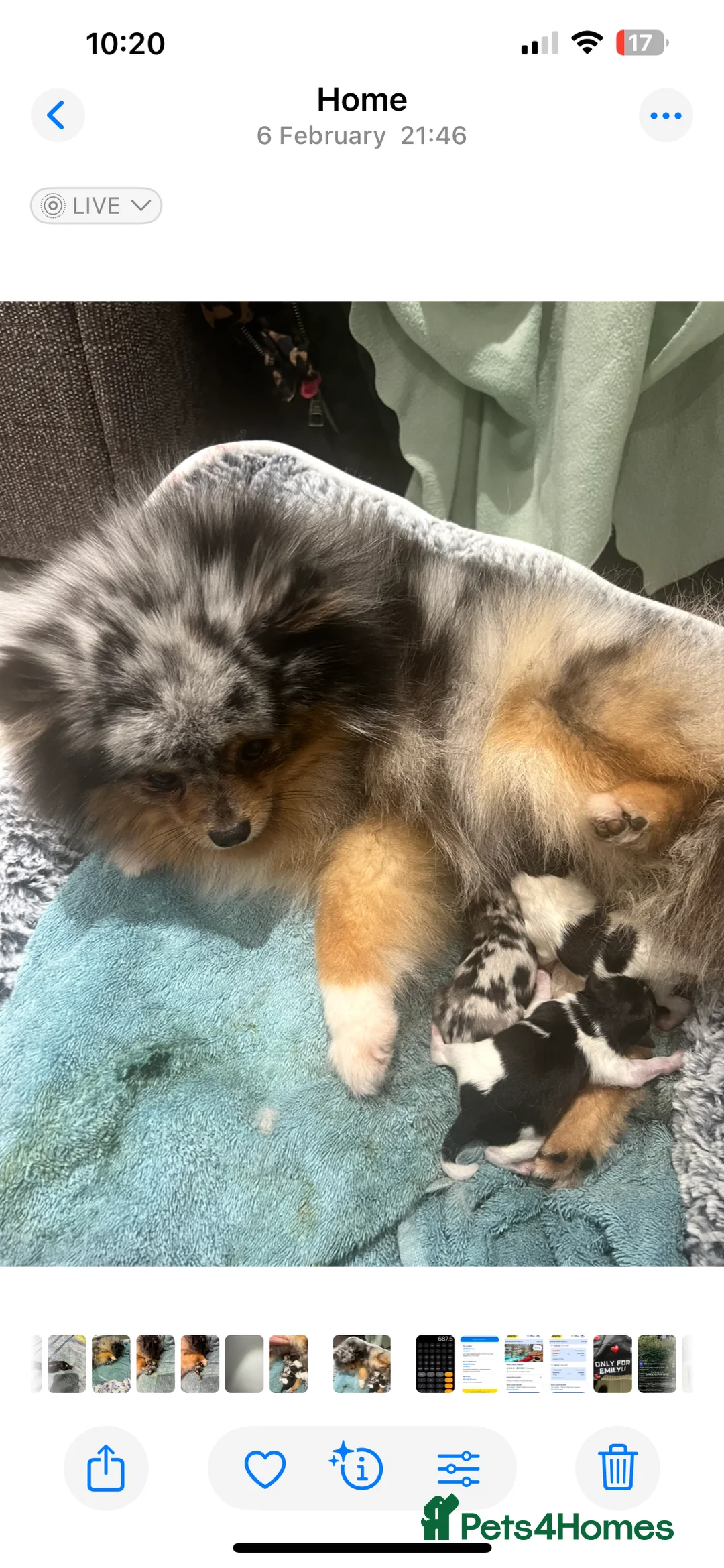 Pomeranian dogs for sale: STUNNING ONE OF A KIND ADULT POM  - Advert 2