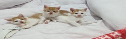 Mixed Breed cats for sale: Playful Ginger & White Kittens  - Advert 1