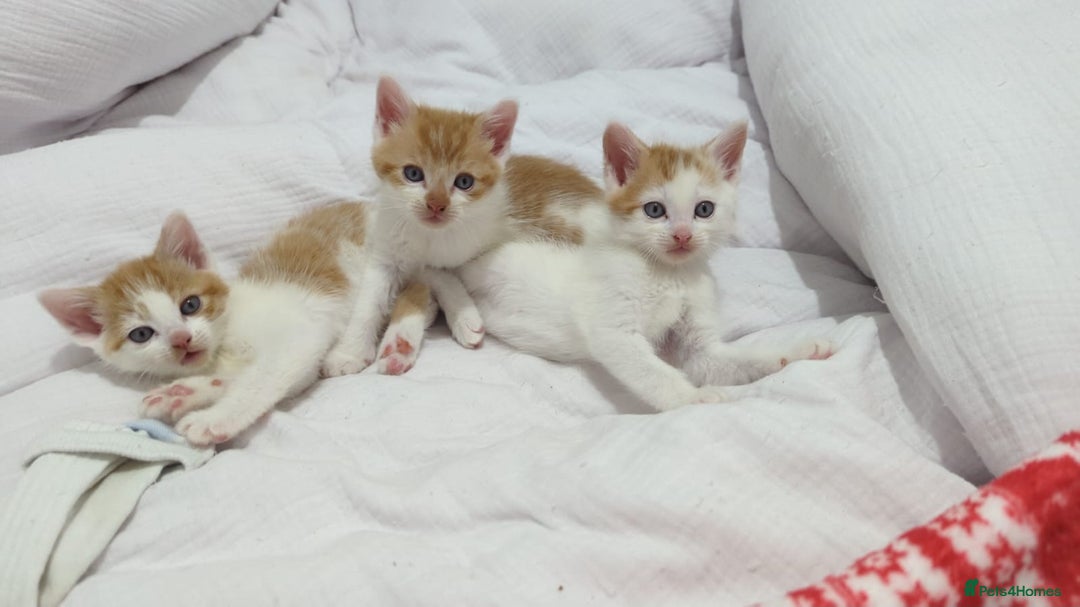 Mixed Breed cats for sale: Playful Ginger & White Kittens  - Advert 1