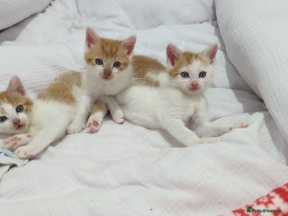 Mixed Breed cats Playful Ginger & White Kittens - Advert 1