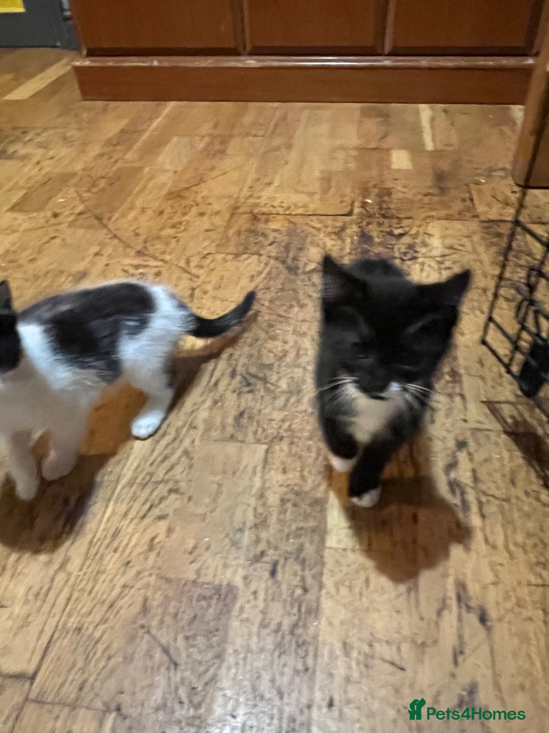 Mixed Breed cats for sale: Mixed breed kittens  - Advert 8