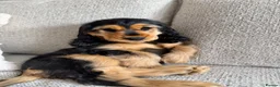 Cocker Spaniel dogs for sale: Champion Bloodline KC Show Cocker Spaniel Puppies  - Advert 9