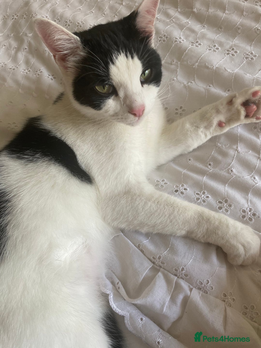 Mixed Breed cats for sale: Gorgeous 2 year old male lap cat  - Image 3