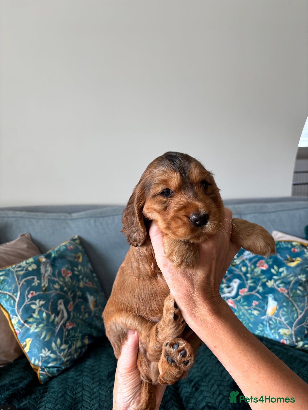 Cocker Spaniel dogs for sale: Outstanding FN clear kc reg cocker spaniel puppies - Image 18