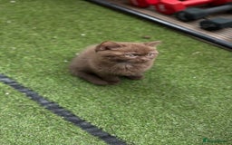 British Shorthair cats for sale: 🍫 Two Chocolate Girls British Shorthair Kittens🤎 - Image 16