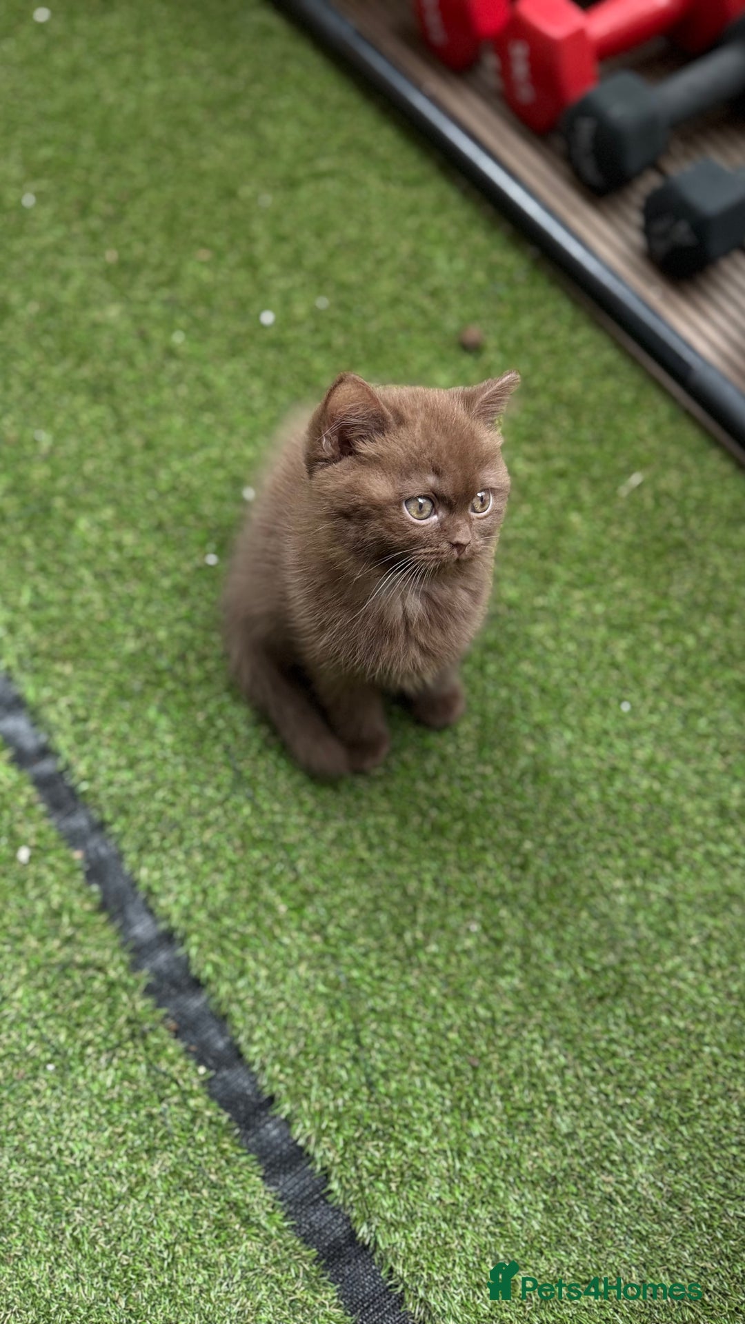 British Shorthair cats for sale: 🍫 Two Chocolate Girls British Shorthair Kittens🤎 - Image 16