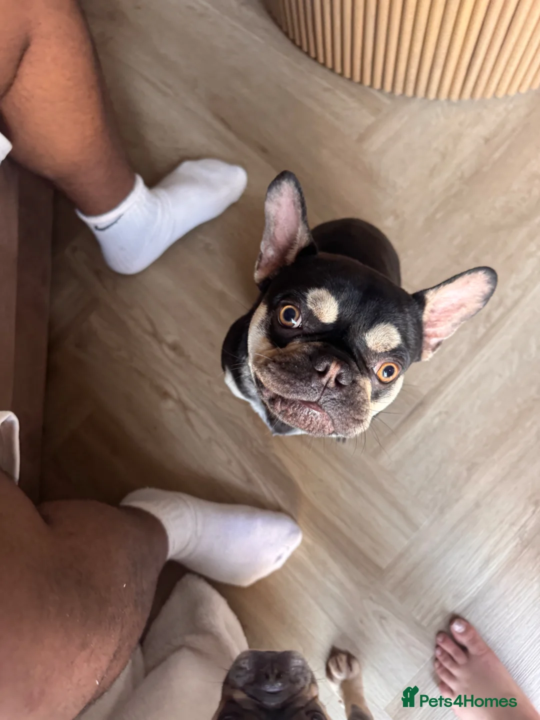 French Bulldog dogs for sale: 1 year old male in need of loving home ⭐  - Advert 2