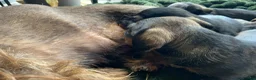 Miniature Dachshund dogs for sale: Miniature Wire haired Dachshund  - Advert 9